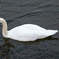 swan001
